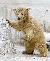 Polar bear cub to be introduced at Osaka zoo