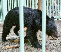 Bear trapped in western Japan kept at nearby temple