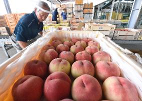 Shipments of specialty peaches reach peak
