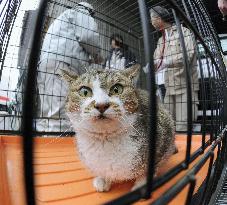 Cat from Fukushima no-entry zone