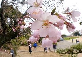 Cherry blossoms in disaster-hit area