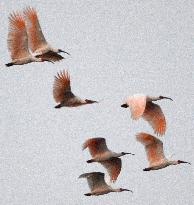 Crested ibises in China
