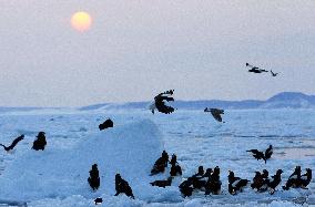 Sea eagles on drift ice