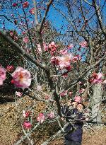 (CORRECTED) Plums bloom early in May-like weather