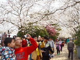 Cherry blossom viewing in Wuxi, China