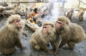 Monkeys keeping warm, served baked sweet potatos