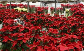 Poinsettia ready for Christmas distribution