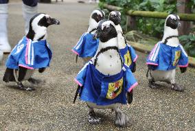 Penguins walk in national World Cup team jerseys