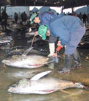 Slump in first tuna auction of the year in Wakayama