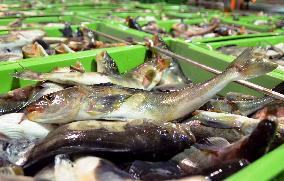 Price of Okhotsk atka mackerel soaring in Japan