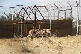Asiatic cheetah protected in facility in Tehran
