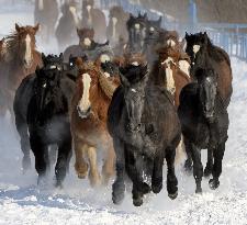 Horses run on snow-covered field for winter exercise