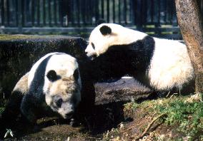 Panda at Ueno Zoo artificially inseminated