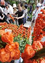 Lantern plant market