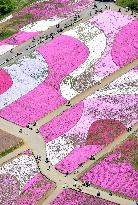 Moss pink flowers blanket Saitama park