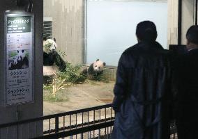 Panda cub Xiang Xiang at Tokyo zoo