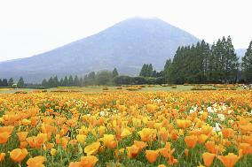 Poppies blooming in southwestern Japan