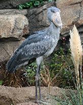 'Statue-like' African birds unveiled in Kansai for 1st time