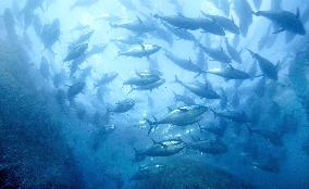 Over 10,000 farmed bluefin tuna die at typhoon-hit western Japan town