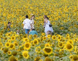 Sunflower field in Hokkaido