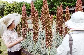 Tower-like plants in bloom