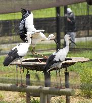 Storks in eastern Japan to be released into wild