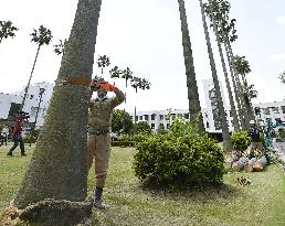 Osaka univ. removes six-decade symbolic palm trees for safety