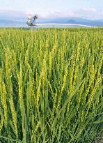 Good crop projected for Japanese rice