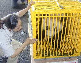 Giant panda in Wakayama given to China for breeding