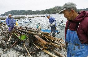 Tsunami damage to aquafarm industry