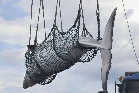 Last round of Japan's "research" whaling