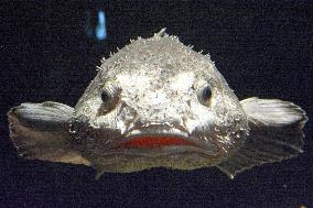 "World's ugliest" fish on display