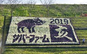 Kale garden designed with shape of boar