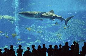 Kuroshio Current at Okinawa Churaumi Aquarium