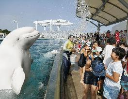 White whale in Japanese aquarium