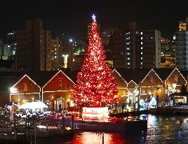 Christmas tree lit up in Hakodate