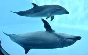 Dolphin conceived by artificial insemination in Japan