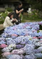 Hydrangea at Osaka temple