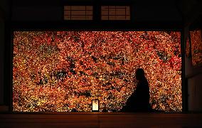 Autumn leaves lit up at temple