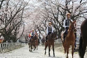 Trainee jockeys parade under cherry trees