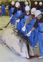Research whaling in northeastern Japan