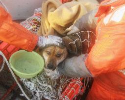 Dog drifting atop roof rescued