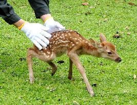 Year's 1st newly born baby deer at Nara Park