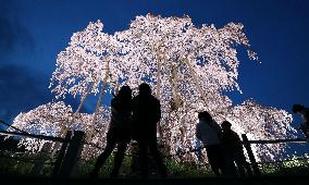 Famed 1,000-year-old cherry blossoms in Fukushima