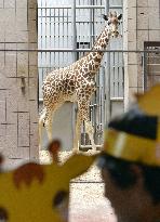 Giraffe named Harukas introduced at zoo in Osaka