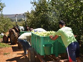 Syrian villagers in Israel-occupied Golan Heights