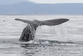 Sperm whale spotted off Shiretoko Peninsula, northern Japan