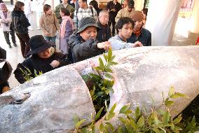 Large tuna offered at shrine for business prosperity