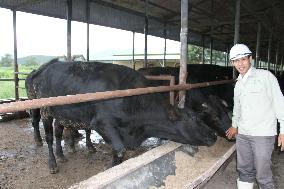 Kobe-style "wagyu" beef cows raised in Vietnam