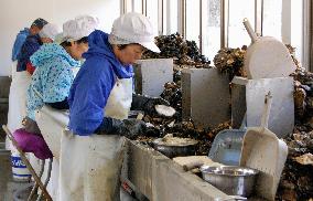 Workers open oyster shells in disaster-hit northeast Japan area